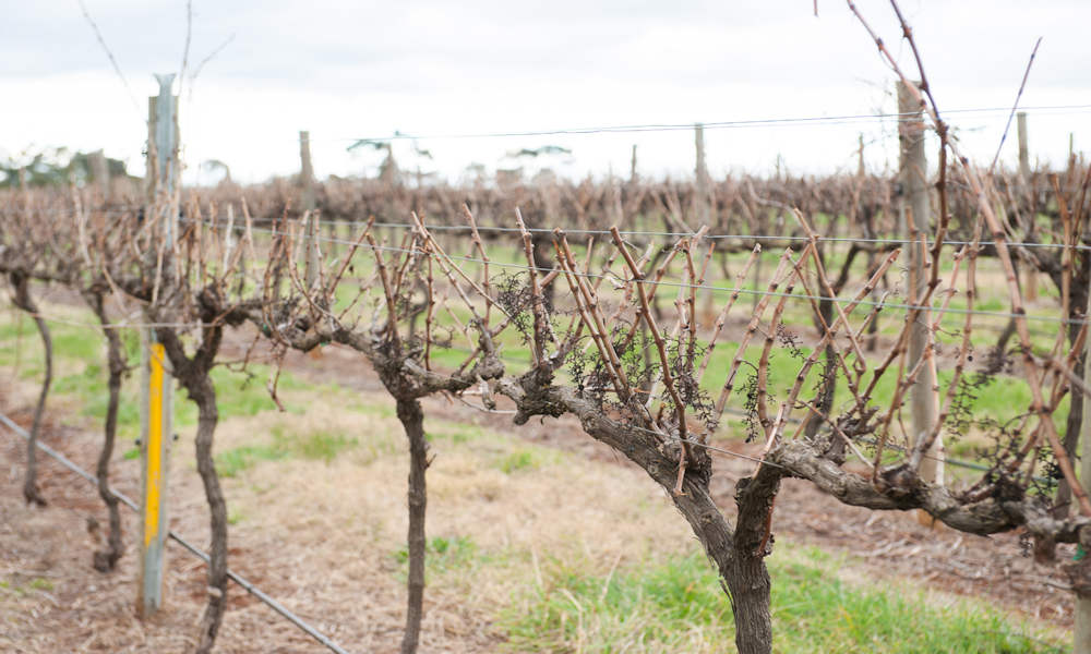 Vineyard of Witchmount Estate, Plumpton